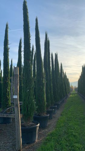 Chiparos de Italia 5.00 -  6.00 m / Cupressus sempervirens &quot;Pyramidalis&quot; /