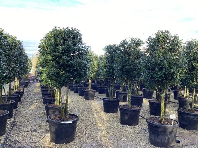 Ilex "Nellie R.Stevens" multitulpinal / Ilex mutchagara "Nellie R.Stevens"/