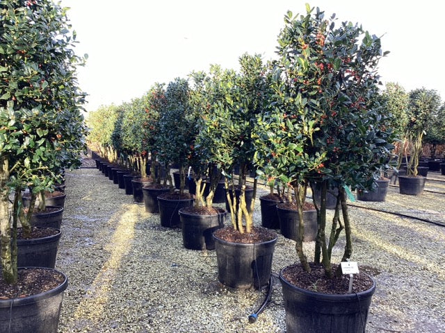 Ilex "Nellie R.Stevens" multitulpinal / Ilex mutchagara "Nellie R.Stevens"/