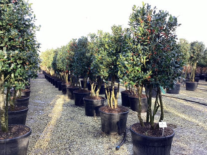 Ilex "Nellie R.Stevens" multitulpinal / Ilex mutchagara "Nellie R.Stevens"/