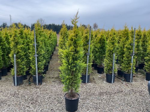 Chiparos leylandii "Gold Rider " / Cupressocyparis leylandii "Gold Rider "/ - Gradina Noastra