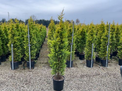 Chiparos leylandii "Gold Rider " / Cupressocyparis leylandii "Gold Rider "/ - Gradina Noastra