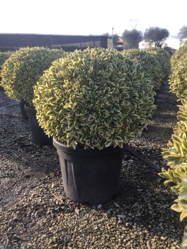 Salba japoneza&quot; Elegant Aureus&quot;- &quot;Bravo&quot; minge / Euonymus jap. &quot;Elegant Aureus&quot;/ by gradina-noastra