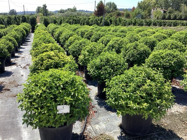 Viburnum tinus "Eve Price" minge / Viburnum tinus "Eve Price"/ by gradina-noastra