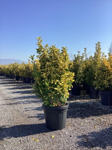 Salba japoneza " Elegant Aureus " tufa / Euonymus jap. "Elegant Aureus"/