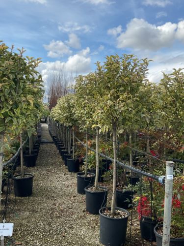 Lemn cainesc "Excelsum Superbum" pomisor / Ligustrum japonicum "Excelsum Superbum"/