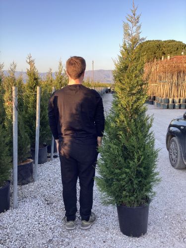 Chiparos leylandii "2001" / x Cupressocyparis leylandii "2001 - Pyramidalis" /