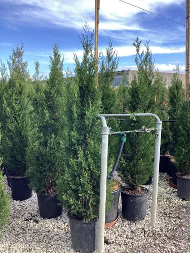 Chiparos leylandii "2001" / x Cupressocyparis leylandii "2001 - Pyramidalis" /