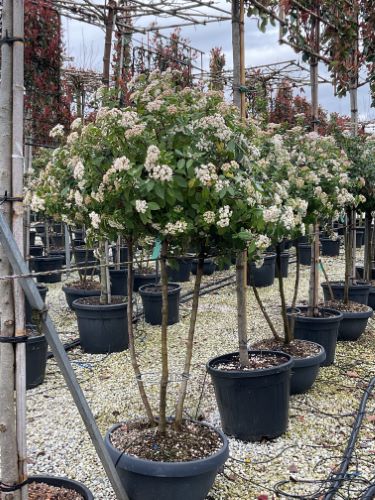 Viburnum tinus &quot;Eve Price&quot; multitulpinal / Viburnum tinus &quot;Eve Price&quot;/