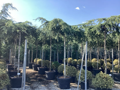 Cedru de Himalaya pendul arbore / Cedrus deodara "Pendula" /