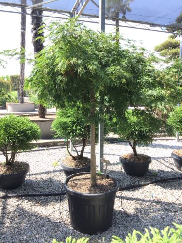 Artar japonez "Viridis" / Acer palmatum dissectum  "Viridis" / - Gradina Noastra