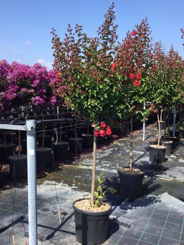Liliac Indian &quot;Dynamite&quot; arbore / Lagerstroemia Indica &quot;Dynamite&quot; /