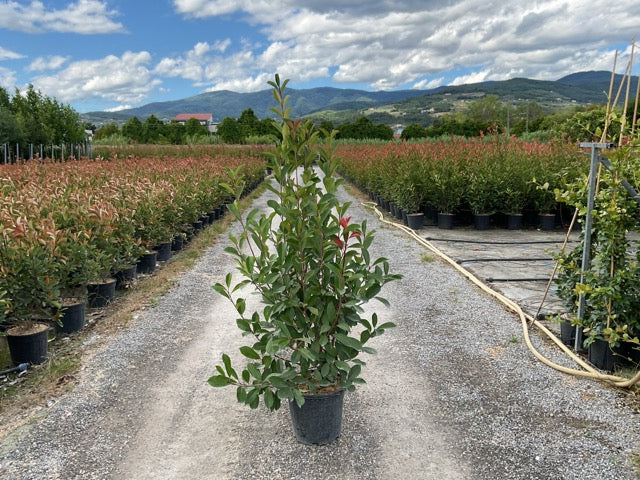 Photinia "Red Robin" tufa / Photinia serulata "Red Robin"/