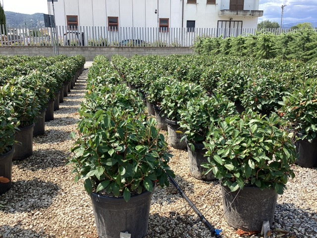 Photinia "Red Robin" minge / Photinia serulata "Red Robin"/ - Gradina Noastra