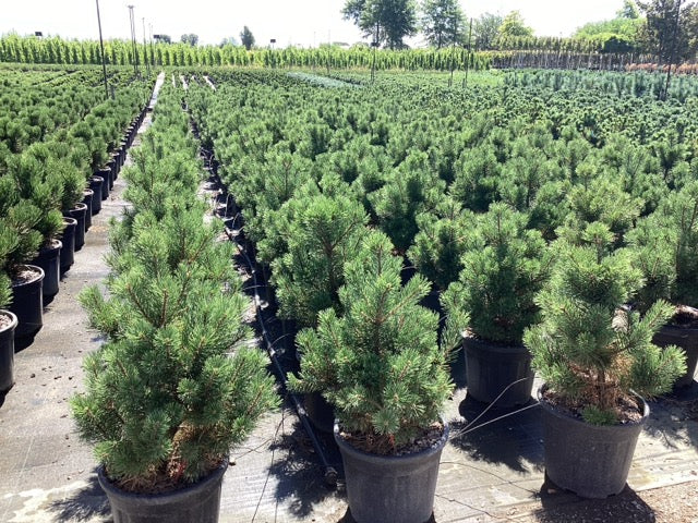 Pin pitic "Gnom" / Pinus mugo "Gnom" /