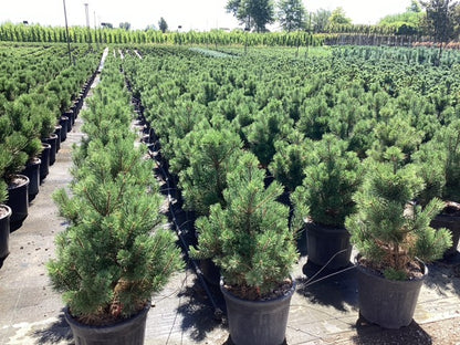 Pin pitic "Gnom" / Pinus mugo "Gnom" /