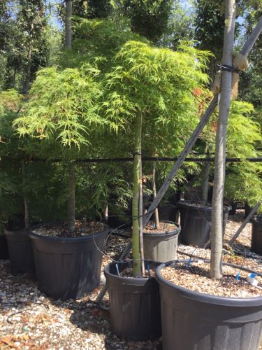 Artar japonez "Viridis" / Acer palmatum dissectum  "Viridis" /