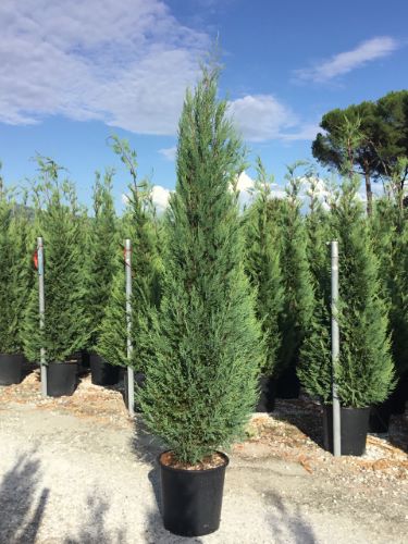 Chiparos leylandii "Blue Jeans"/ x Cupressocyparis leylandii "Blue Jeans"/