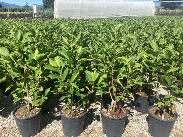 Magnolia "Soulangeana" / Magnolia "Soulangeana"/ - Gradina Noastra