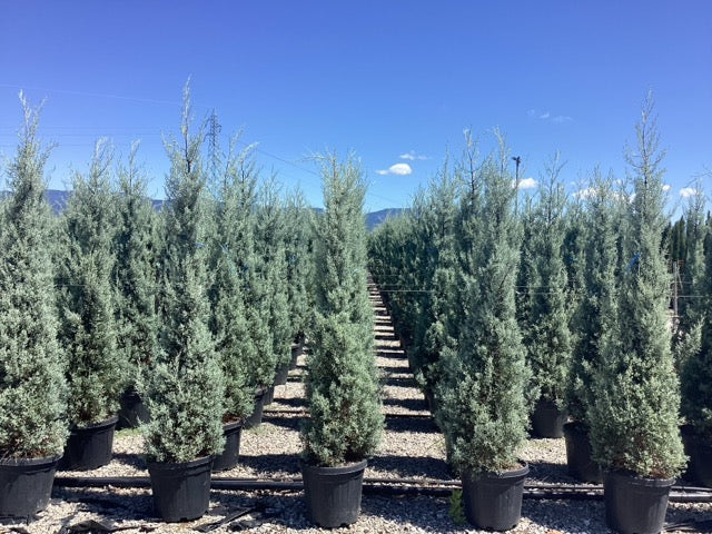 Chiparos de Arizona fastigiat / Cupressus arizonica "Fastigiata" /