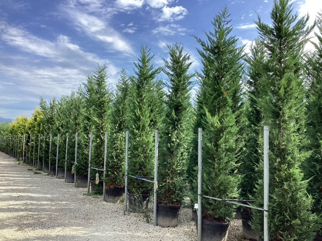 Chiparos leylandii în ghivece, rânduri compacte cu formă conică, ramuri dense, lângă suporturi metalice.