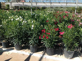 Leandru tufa diferite culori / Nerium oleander/ - Gradina Noastra