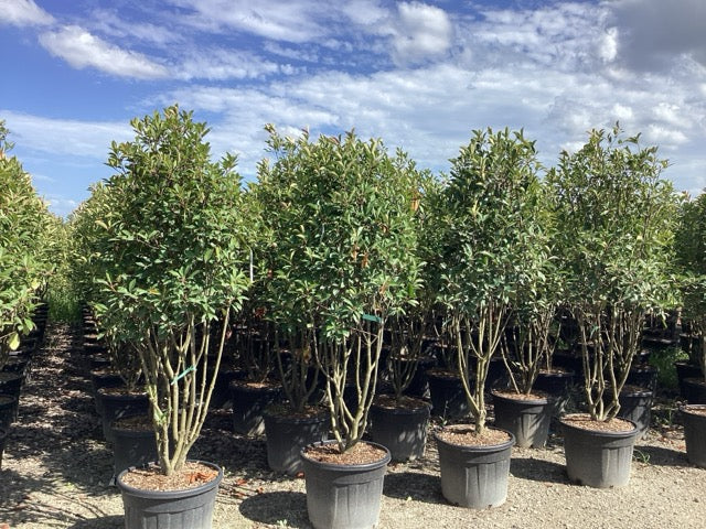 Photinia "Red Robin" Multitulpinala  /  Photinia serrulata "Red Robin" /