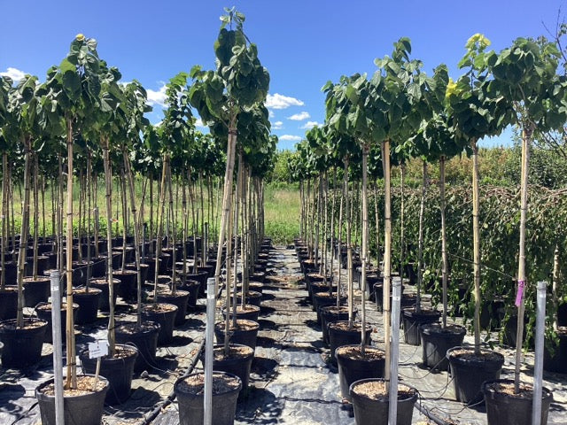 Arborele Iudei arbore / Cercis chinensis "Avondale" / - Gradina Noastra