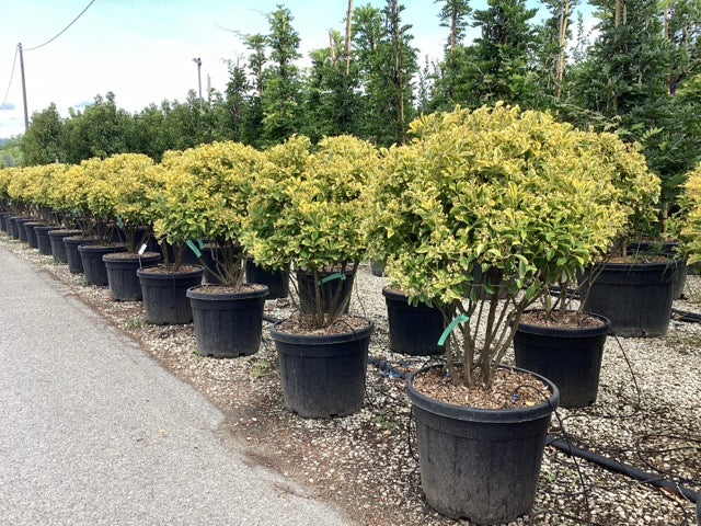 Salba japoneza " Elegant Aureus " multitulpinala / Euonymus jap. "Elegant Aureus"/ by gradina-noastra