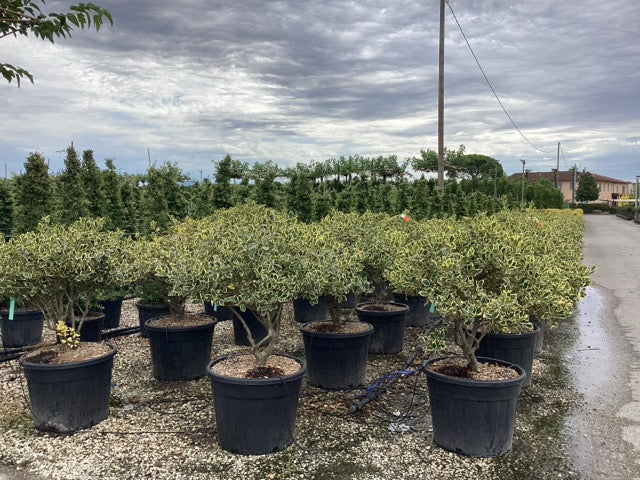 Laur sfant „Argenteomarginata” multitulpinal 1.00 -1.30 m / Ilex aquifolium "Argenteomarginata"/ by gradina-noastra