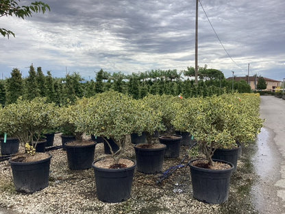 Laur sfant „Argenteomarginata” multitulpinal 1.00 -1.30 m / Ilex aquifolium &quot;Argenteomarginata&quot;/ by gradina-noastra