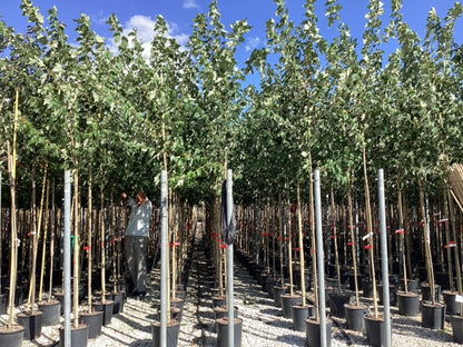 Artar rosu „Red Sunset” 3.00 - 3.50 m / Acer rubrum „Red Sunset” / by gradina-noastra