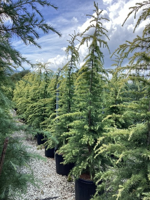 Cedru de Himalaya &quot;Aurea&quot; / Cedrus deodara &quot;Aurea&quot; / by gradina-noastra