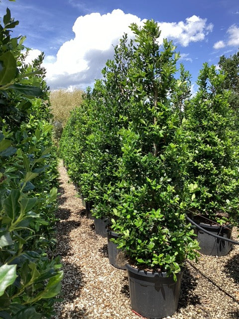 Ilex "Nellie R.Stevens" con / Ilex mutchagara "Nellie R.Stevens"/