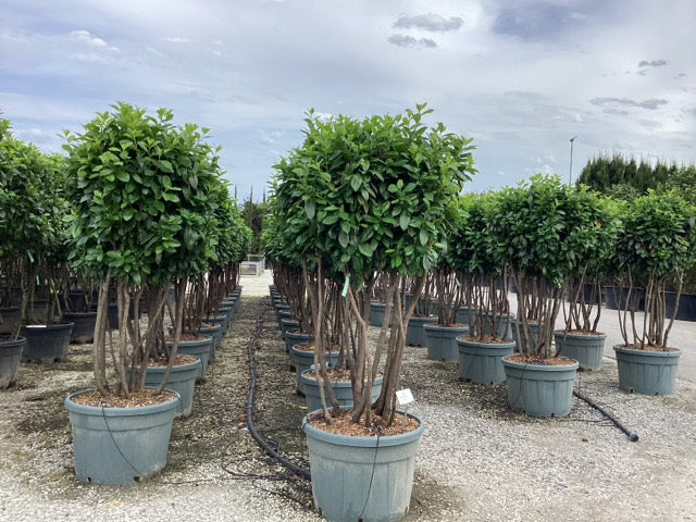 Laur englezesc "Novita" multitulpinal / Prunus laurocerasus" Novita"/ by gradina-noastra