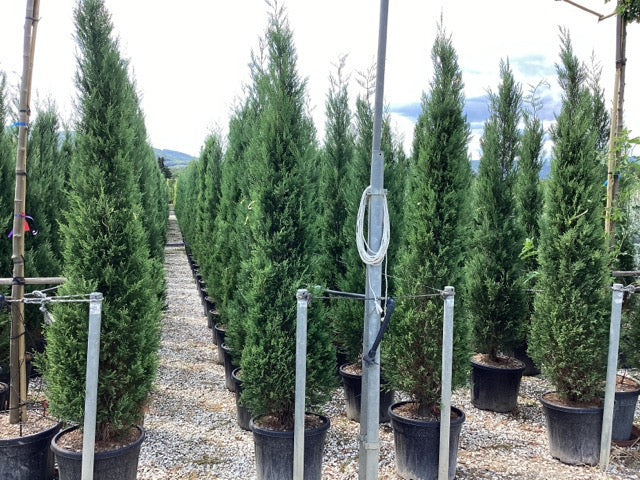 Chiparos leylandii "2001" / x Cupressocyparis leylandii "2001 - Pyramidalis" /