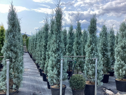 Chiparos de Arizona fastigiat / Cupressus arizonica "Fastigiata" /