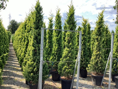 Chiparos leylandii "Gold Rider " / Cupressocyparis leylandii "Gold Rider "/ - Gradina Noastra