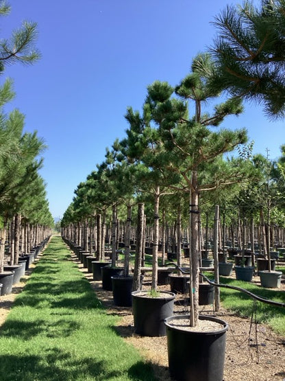 Pin negru austriac arbore / Pinus nigra austriaca / - Gradina Noastra