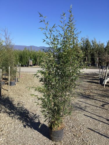 Bambus negru / Phyllostachys nigra  /
