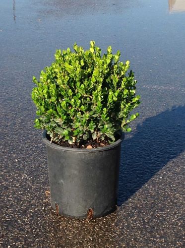 Buxus "Faulkner" minge / Buxus microphylla"Faulkner"/