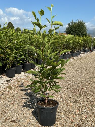 Magnolia "Soulangeana" / Magnolia "Soulangeana"/