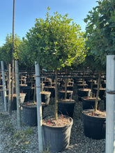 Viburnum tinus "Eve Price" pomisor / Viburnum tinus "Eve Price"/ - Gradina Noastra