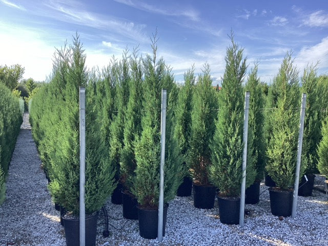 Chiparos leylandii "Blue Jeans"/ x Cupressocyparis leylandii "Blue Jeans"/