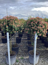 Viburnum tinus "Eve Price" pomisor / Viburnum tinus "Eve Price"/ - Gradina Noastra