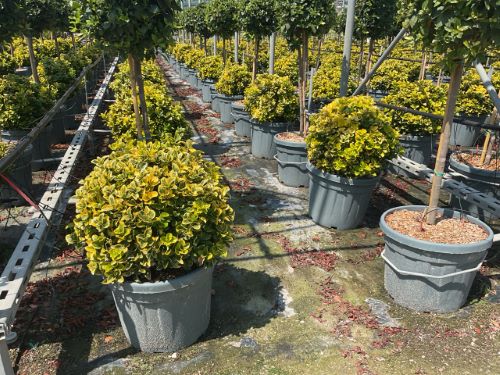 Salba japoneza" Elegant Aureus" - "Bravo" minge / Euonymus jap. "Elegant Aureus"/