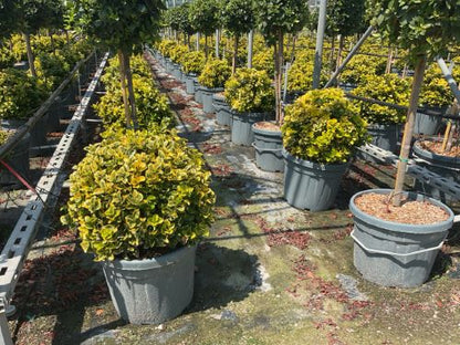 Salba japoneza" Elegant Aureus" - "Bravo" minge / Euonymus jap. "Elegant Aureus"/