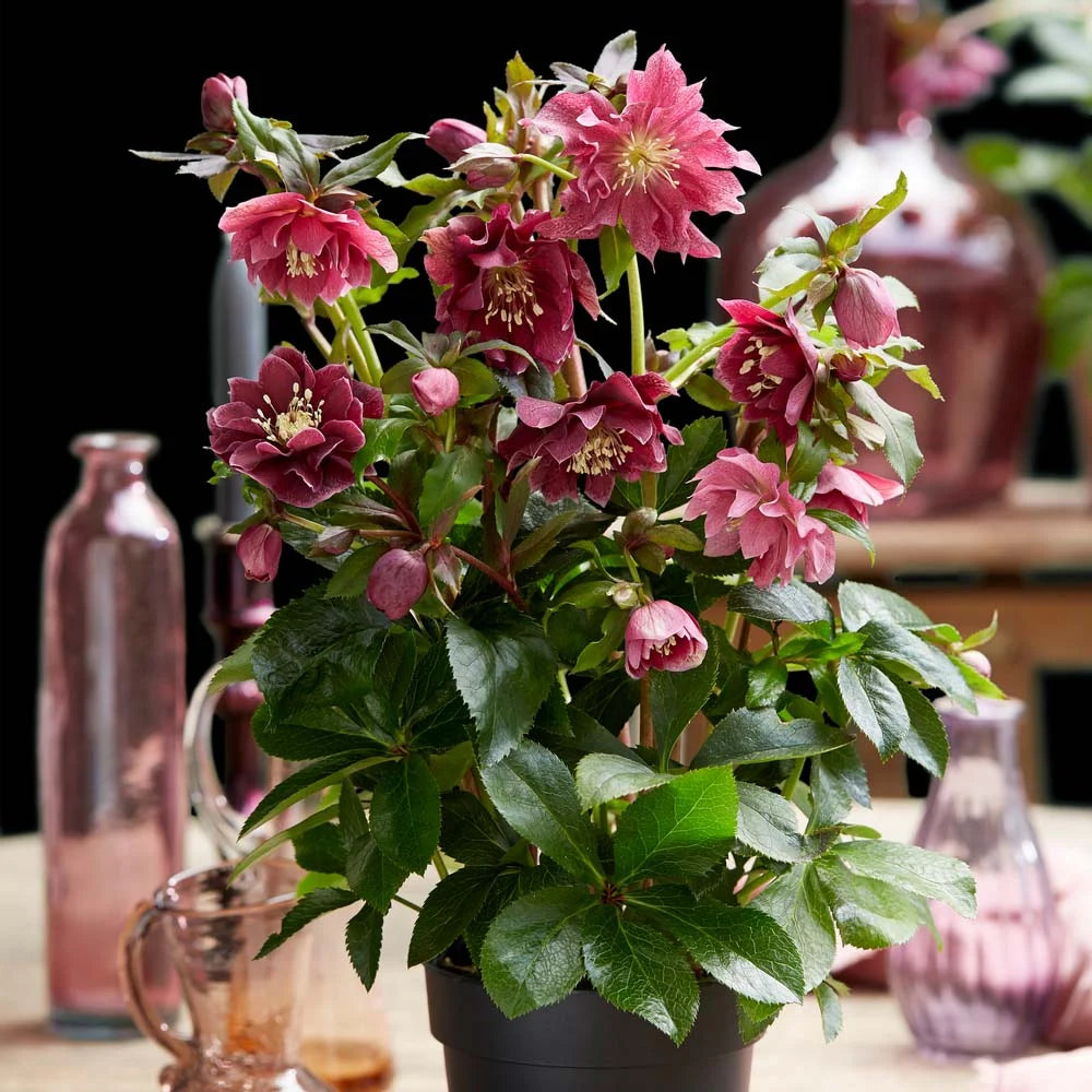 Spanz "Double-Ellen Red" / Helleborus orientalis "Double-Ellen Red" / - Gradina Noastra