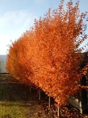 Carpen &quot;Ornage Retz&quot; arbore / Carpinus betulus &quot;Ornage Retz&quot;/ by gradina-noastra