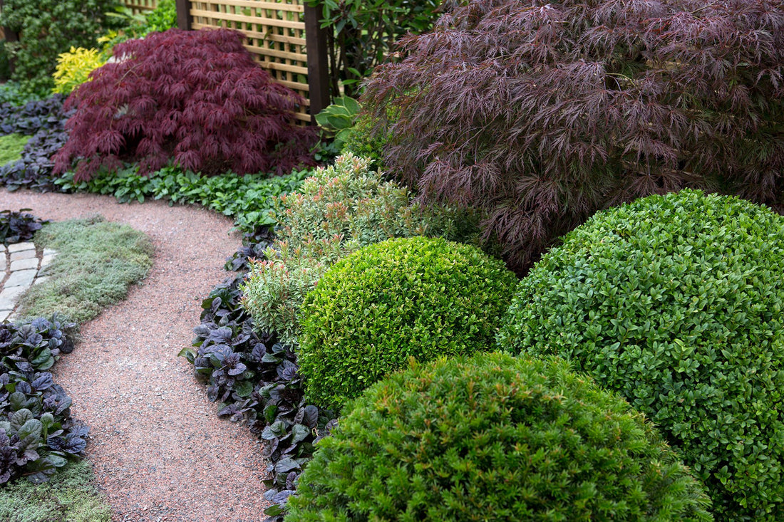 Salba japoneza "Green Spire"minge / Euonymus japonicus "Green Spire"/